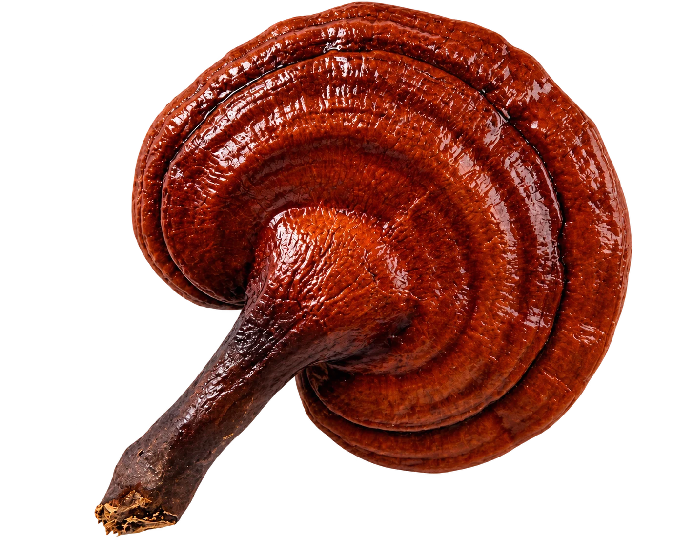 Layered Ganoderma lucidum mushroom with polished concentric growth rings